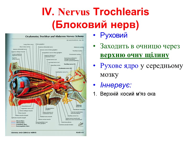 IV. Nervus Trochlearis  (Блоковий нерв) Руховий Заходить в очницю через верхню очну щілину